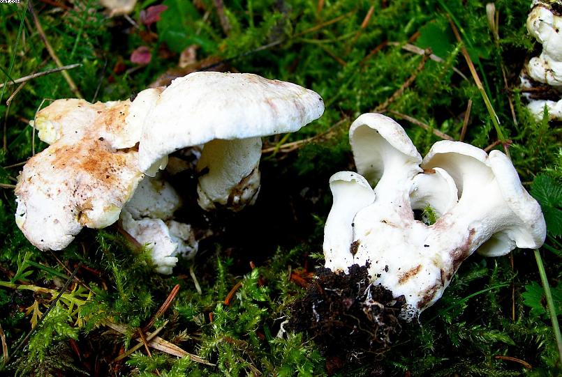 La foresta subalpina di Les breuleux  (CH)